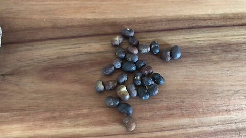 Trachycarpus takil seeds have arrived.