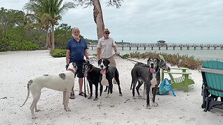 5 Funny Great Danes Enjoy Their First Florida Beach Adventure