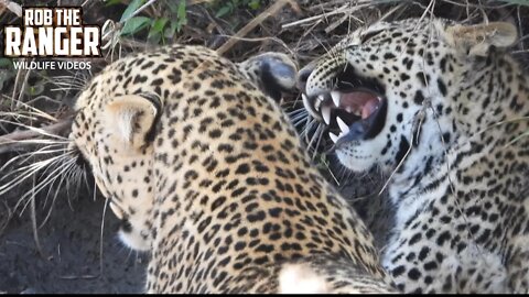 Leopard And Cub Interactions | Maasai Mara Safari | Zebra Plains