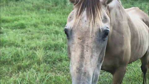 The mares, the dog eating the handles of the feed buckets. Review of new rescue horse - Day 6.