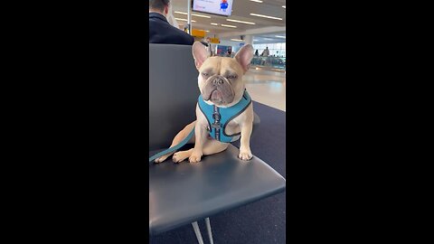 Found a Gorgeous Dog in the Airport | Mochi The French Bulldog