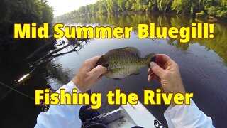 Mid-Summer Bluegill! Fishing the River... July 2022