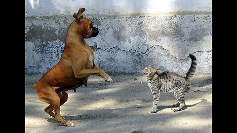 WWE between cat and dog see fight and enjoy.