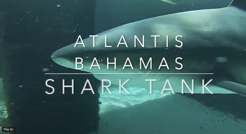 Shark Tank Dive at Atlantis Bahamas