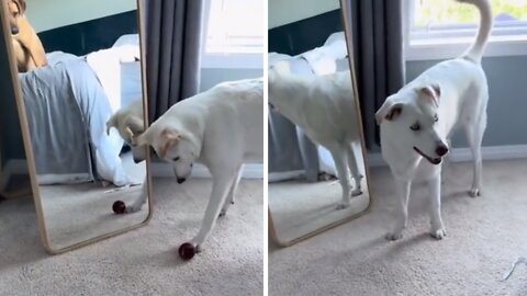 Pup Steals Friend's Toy Ball During Hilarious Mirror Reflection Confusion