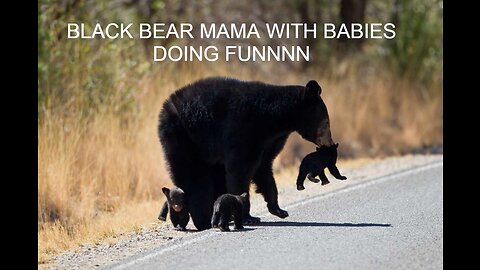 Black bear mama and baby enjoying and playing