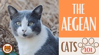 AEGEAN CAT 🐱 Cats 101 🐱 Top Cat Facts about the AEGEAN