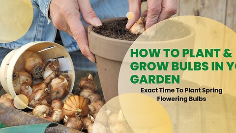 How To Plant And Grow Bulbs In Your Garden | Exact Time To Plant Spring Flowering Bulbs