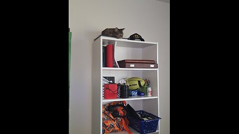 my cat new sleep spots