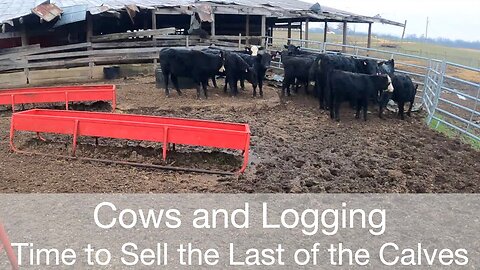 Cows and Logging, Time to Sell the Last of the Calves