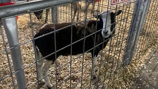 Crazy Sounding Goat at the County Fair