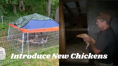 How To Introduce New Chickens To Your Flock