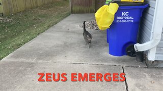 Zeus Emerges