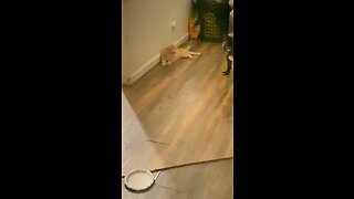 Cat Acts like a dog