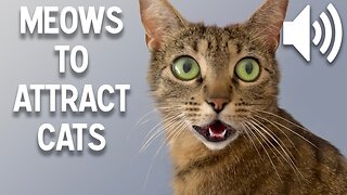 Sounds that attract cats - Meow to make cats come to you