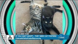 Volunteer & Donate // Colorado Feline Rescue