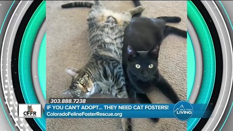 Volunteer & Donate // Colorado Feline Rescue