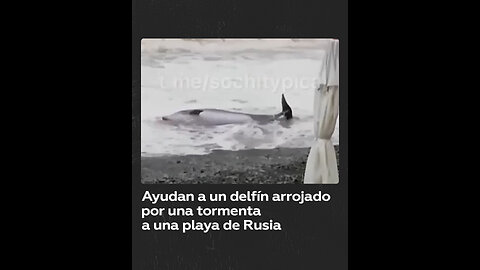 Ayudan a un delfín arrojado por una tormenta a una playa rusa