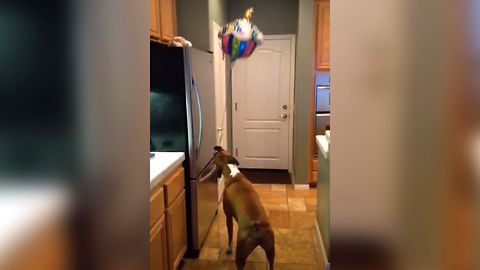 Boxer Loves Boxing With Balloon