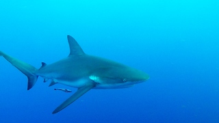 Scuba Divers In Danger When Large Sharks Circle Them