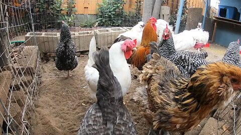 Backyard Chickens Relaxing Dust Bath Sun Bathing Video Sounds Noises Hens Clucking Roosters Crowing!
