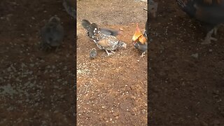 Rooster tells his family he's found treats for them. #chickens #roosters