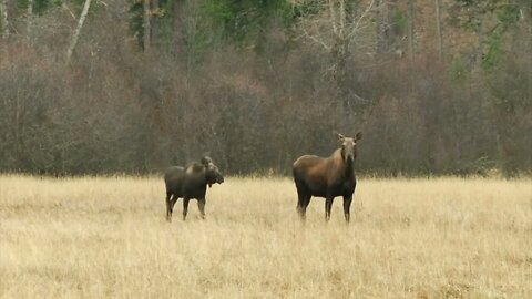 Two Large Moose Walk Through Field