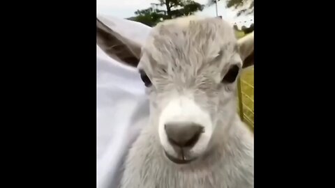 funny Goats screaming