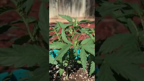 What is happening to my Cannabis plants!? 2022