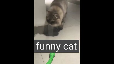 funny cat