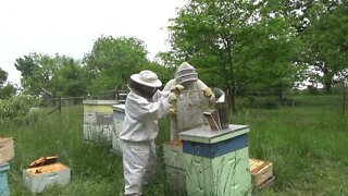 Helping a Friend Split Some Hives