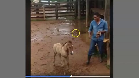 Bad Training - Teaching A Colt To Be Aggressive With Pressure & Release