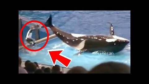 FUNNY99TEAM | ORCA WHALE HITS TRAINER! | FUNNY FAILS