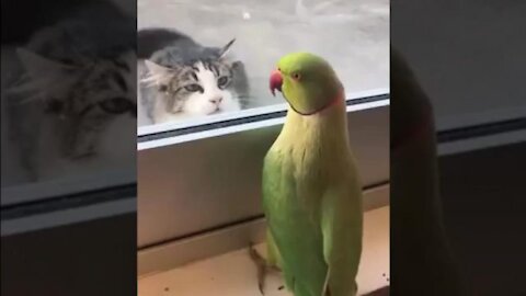 I caught my parrot talking to my cat