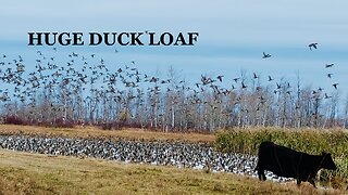 STACKED Duck Loaf Hunt in Western Manitoba (Day 1); Thousands of Ducks!