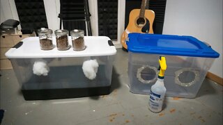 Full mushroom growing kit at home for 30$ | How to Beginners Guide with everything you need to grow.