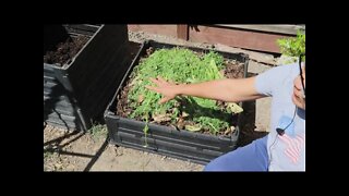 How to compost in your back yard Part 2