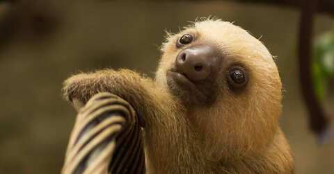 Cutest Baby Sloths