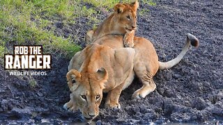 Lion Cub Helps Lionesses Drink | Maasai Mara Safari | Zebra Plains