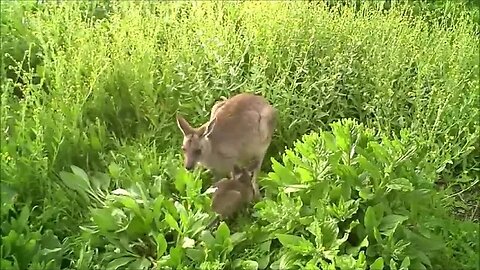 🦘 Playful Baby Kangaroos - Pure Cuteness Overload! 🍼