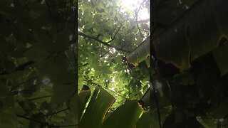 Peaceful jungle rain sounds..