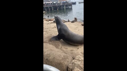 Sea Lions at Old Fisherman’s Warf