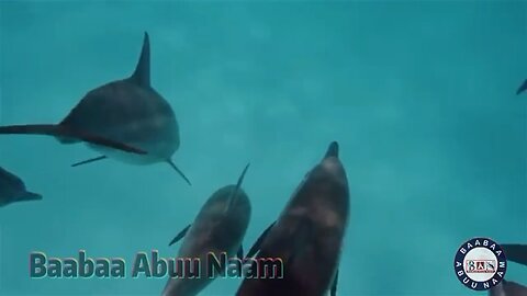 Watch here. Why are Sharks afraid of Dolphins?
