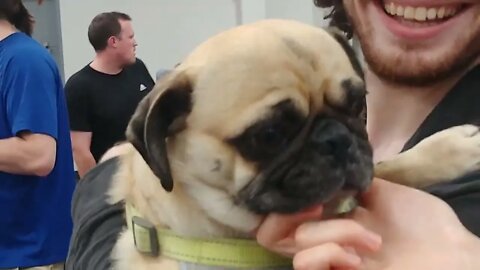 Pugfest, the run for the treats, the cutest 30 seconds in sports.
