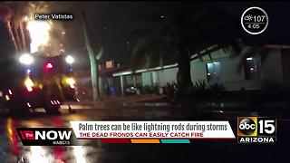 Time to take action around your property protecting palm trees from the monsoon