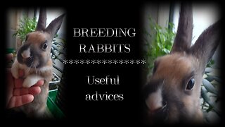 BREEDING RABBITS (useful advices)