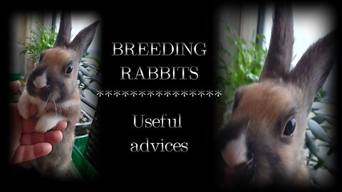 BREEDING RABBITS (useful advices)