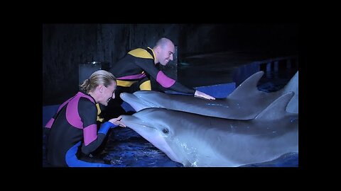 "What It's Like to be a Dolphin Trainer" by Aquarium Love Stories