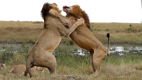 Wildlife_ Two lions fight to see who is king!