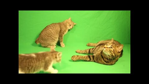 Kittens & Cats Green Screen